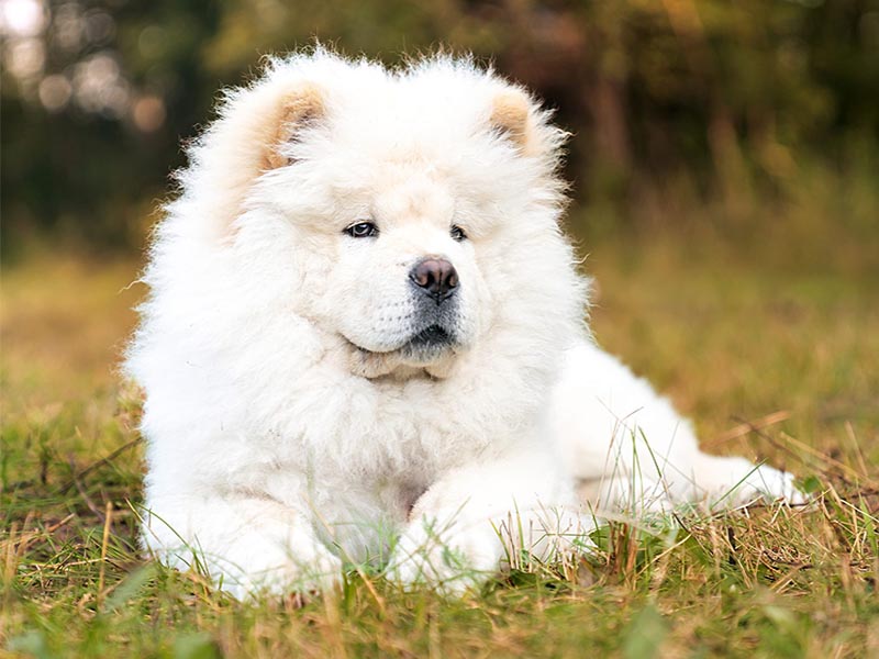 Chow Chow Dog breed information | Price of chow chow in India 